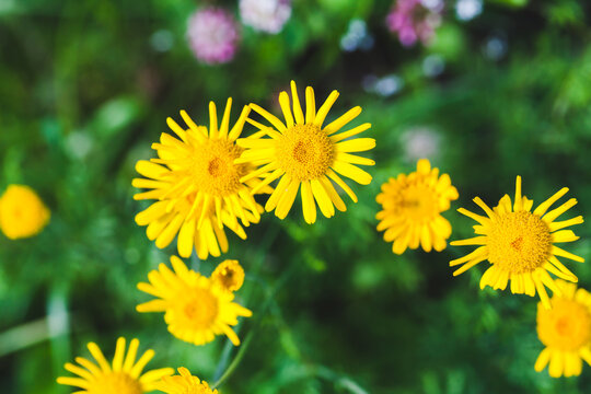 Yellow Dahlberg daisy flowers in summer garden, close up photo