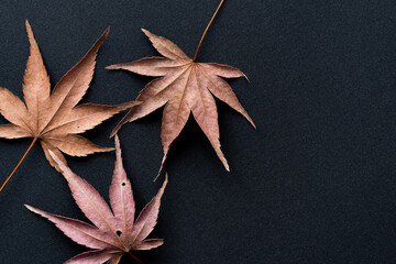 美しいモミジの葉