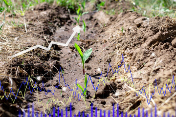 Corn growing chart, on a green background. Agriculture, growth, ecology. The concept of business growth, development and success.