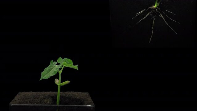 Time lapse of growing bean Wawelska (Vicia faba) seed in ProRes4444 format with ALPHA transparency channel isolated on black background
