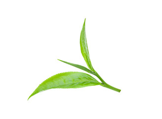 green tea leaf isolated on transparent png