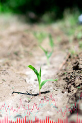 Corn growing chart, on a green background. Agriculture, growth, ecology. The concept of business growth, development and success. Vertical photo