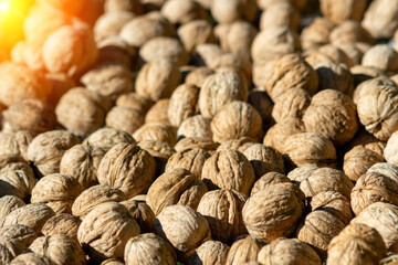 Fototapeta na wymiar Background of fresh walnuts, vegetable protein for vegetarianism and raw food. Concept is healthy eating.
