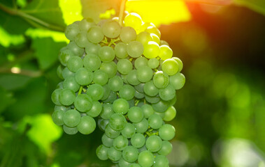 Ripe grape close up on grapes in a vineyard, grape harvest concept. Copy space