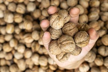 Walnuts in hands. The concept of business growth, profit. Selective focus