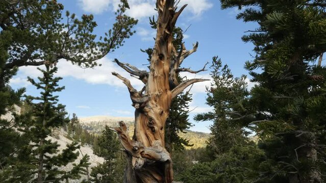 Reveal of Twisted Ancient Bristlecone Pine Tree in Great Basin Nevada