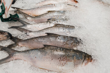 Fresh Bandeng fish or milkfish being preserved with ice on a supermarket in Jakarta.