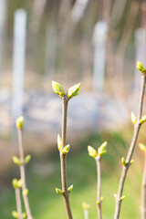 The first spring buds of shrubs in the garden. Selective focus.