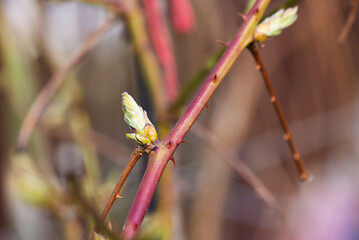 The first spring buds of a raspberry bush. Selective focus. - obrazy, fototapety, plakaty