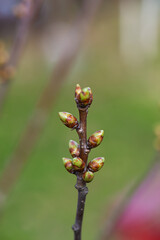 Spring green buds of shrubs. Selective focus.