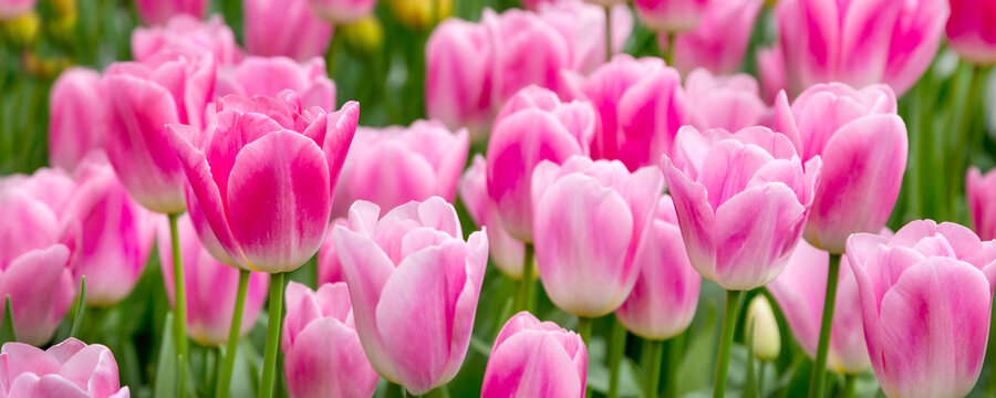 Close-up of pink tulips field flowerbed banner background