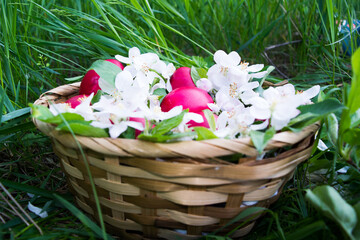 Easter composition with red eggs and white flowers in basket on grass