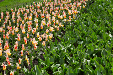 Flowerbed with tulip flowers blooming in keukenhof spring garden