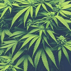 Marijuana plant close-up. Green cannabis leaves. Ganjubas, narcotics activities. Generative AI.