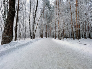 Winter forest landscape, fabulous, magical, rees covered in snow. Winter road