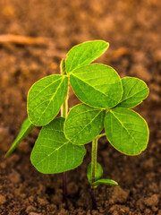 Closeup of soybean plants showcasing sustainable agriculture
