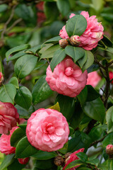 Delicately pink camellia flowers in the spring garden