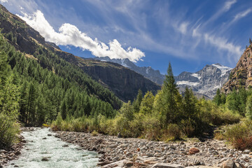 Fototapeta na wymiar Foaming water stream rushes along channel lined with pebbles in gorge with pine forests in Gran Paradiso National Park, surrounded by high mountain granite massifs. Aosta valley, Italy