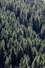 Aerial view of crowns of green coniferous trees in dense impenetrable forest lit by bright daytime sunlight for background. Vertical shot