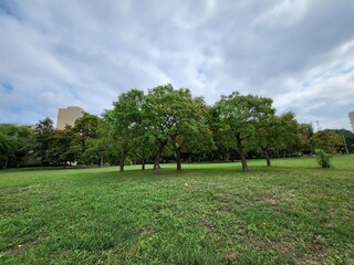 Trees in the park at summer with green grass and blue sky