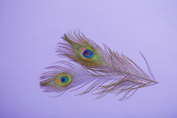peacock feather on purple paper background  background