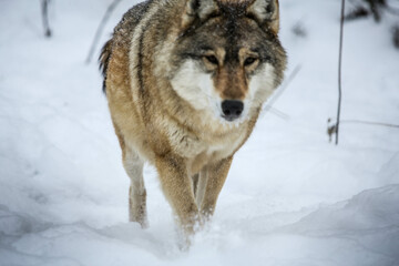Gray wolf approaching