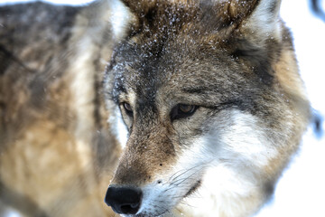 Fototapeta premium Gray wolf in the snow