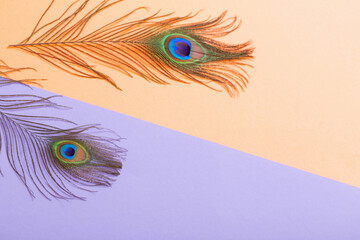 peacock feather on pastel color paper background  background