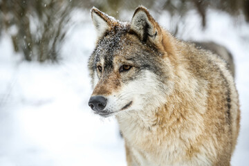 Wolf portrait in winter