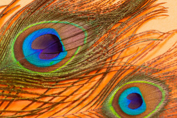 peacock feather on pastel color paper background  background