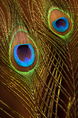 peacock feather on background of velvet