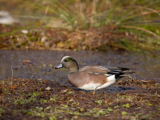 American wigeon, Mareca americana
