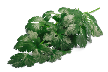 Bunch of fresh flat-leaved Parsley (Petroselinum crispum) isolated png
