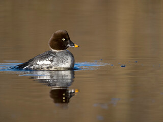 Goldeneye, Bucephala clangula