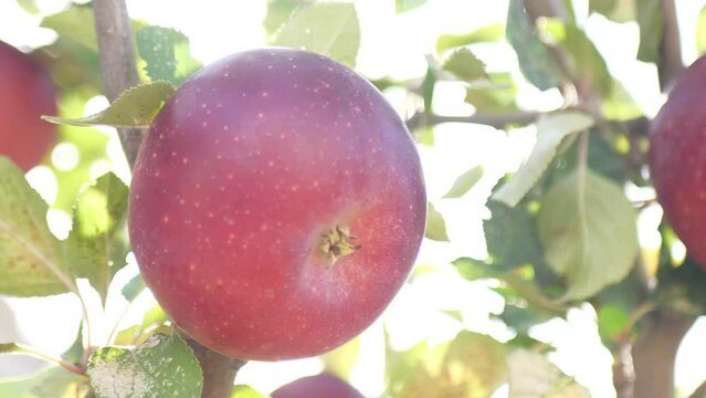 Red ripe apples on the branches of a tree in the bright rays of the sun. Agriculture. Garden