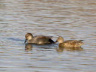 Gadwall, Mareca strepera