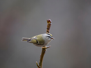 Golden-crowned kinglet, Regulus satrapa