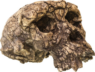 Sahelanthropus tchadensis Skull