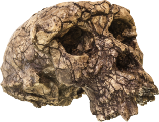 Sahelanthropus tchadensis Skull