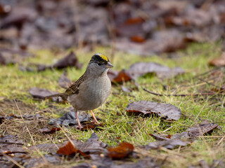 Golden-crowned sparrow, Zonotrichia atricapilla