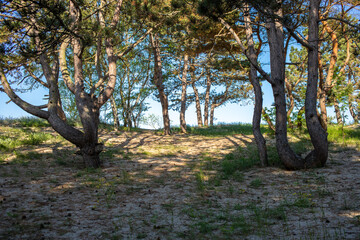 Obraz premium Baltic sea coastline near Liepaja, Latvia. Sand dunes with pine trees. Classical Baltic beach landscape. Wild nature