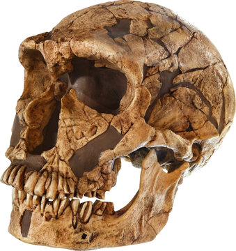 Homo neanderthal skull