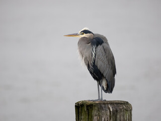 Great-blue heron, Ardea herodias