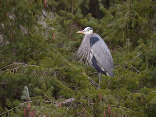 Great-blue heron, Ardea herodias