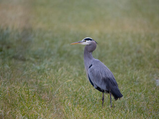 Great-blue heron, Ardea herodias