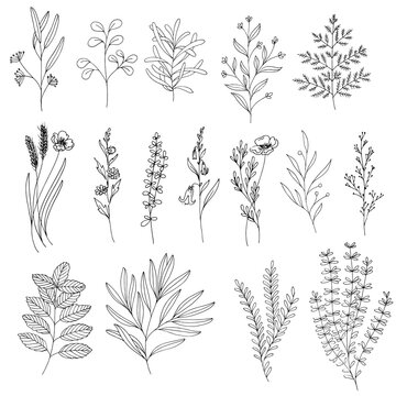 Set Of Hand Drawn Outline Vector Sketch Illustrations Of Wild Flowers And Foliage
