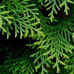 green fern background