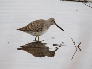 Long-billed dowitcher, Limnodromus scolopaceus