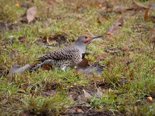 Northern flicker, Colaptes auratus