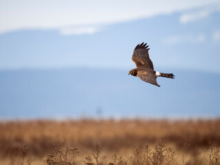 Northern harrier, Circus. hudsonius